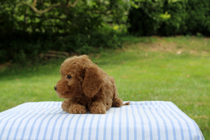 puppy, for, sale, Mini Goldendoodle F1B, Matthew B. Stoltzfus, dog, breeder, Gap, PA, dog-breeder, puppy-for-sale, forsale, nearby, find, puppyfind, locator, puppylocator, aca